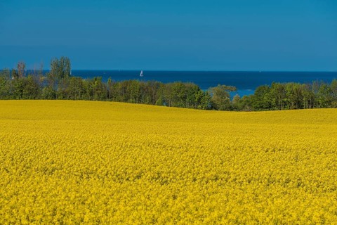 Rape fields