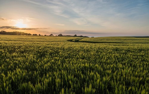 Cornfields in the evening