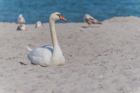 Mute Swan (Cygnus olor) resting in the sand on the beach