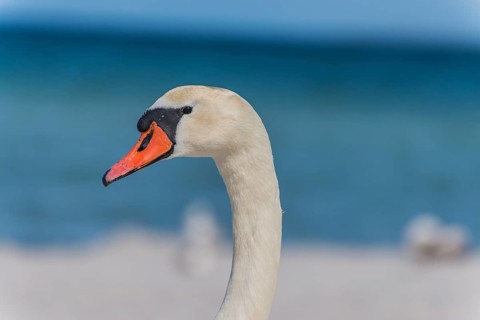 Mute Swan (Cygnus olor) at the beach