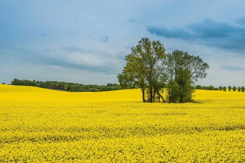 Rape field with tree group