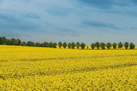 Rape fields with a row of trees