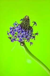 Hyacinth Squill (Scilla hyacinthoides)