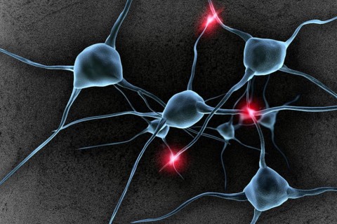 Nerve cells