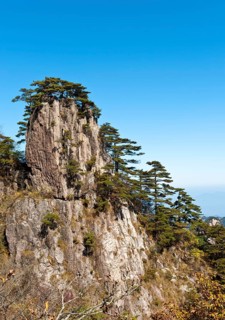 Bizarre towering rock overgrown with Huangshan pines (Pinus hwangshanensis)