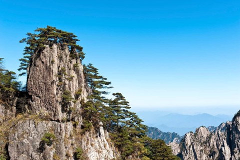 Bizarre towering rocks and mountains overgrown with Huangshan pines (Pinus hwangshanensis)