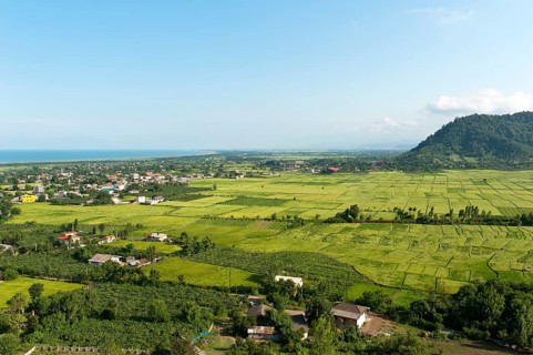 Rice paddies