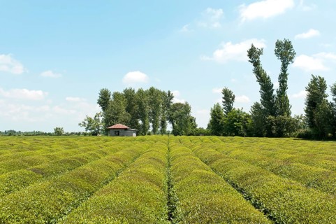 Tea plantation (Camellia sinensis)