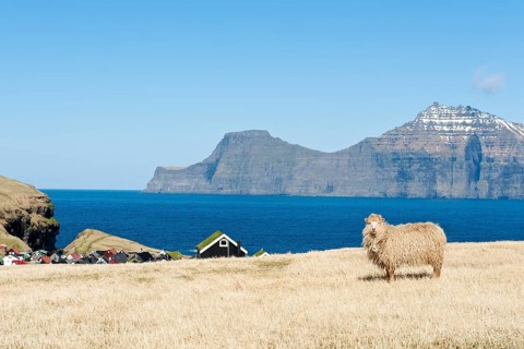 Sheep on pasture by the sea in the village of Gjogv