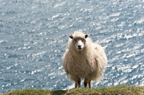 White Sheep above the sea