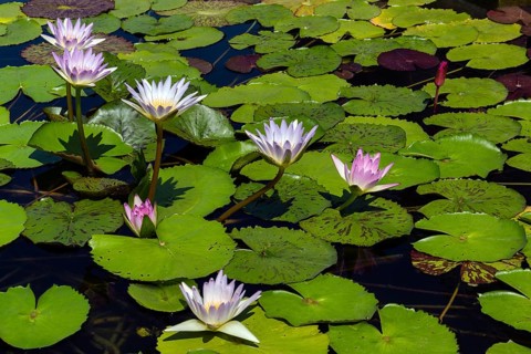 Lotus flowers (Nelumbo sp.)