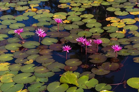 Lotus flowers (Nelumbo sp.)