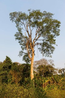 Tropical vegetation