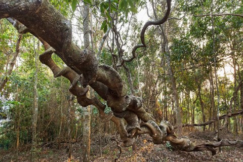 Spiral roots of a tropical tree