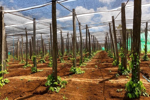 Pepper plantation in Senmonorom