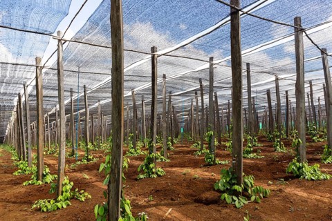 Pepper plantation in Senmonorom