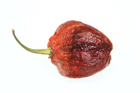 Dried Bhut-Jolokia- or Naga Jolokia chilli pepper