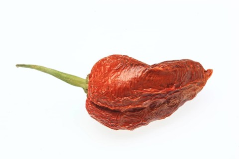 Dried Bhut-Jolokia- or Naga Jolokia chilli pepper
