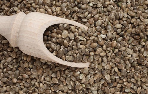 Hemp seeds (Cannabis sativa)