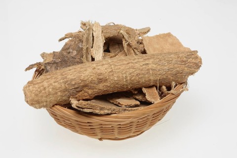 Tree of heaven bark (Ailanthus altissima)