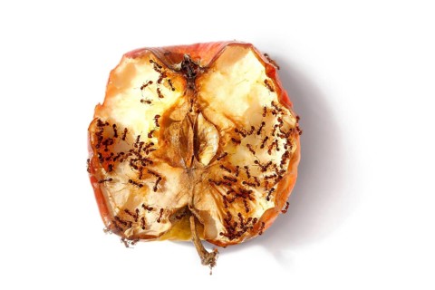Ants crawling on half a rotting apple