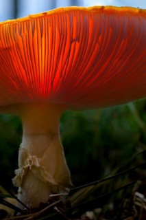 Fly agaric (Amanita muscaria) lamellae