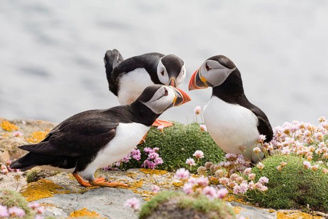 Atlantic puffins (Fratercula arctica) beak tapping