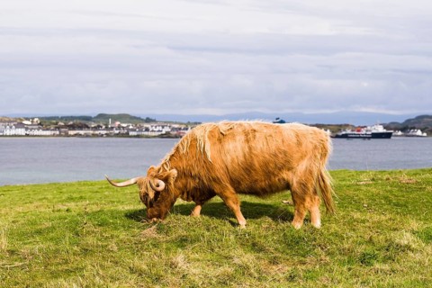 Highland Cattle