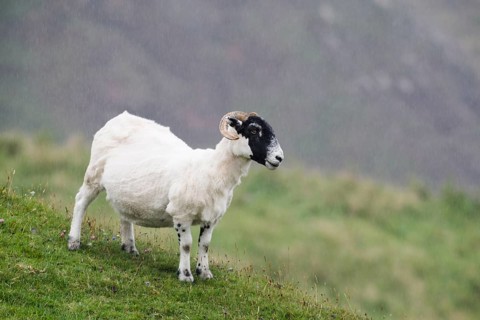 Sheep in the rain
