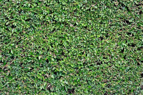 Boxwood (Buxus sempervirens) hedge