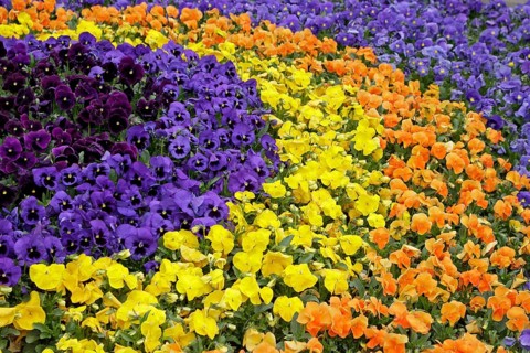 Flowerbed with Pansies (Viola sp.)