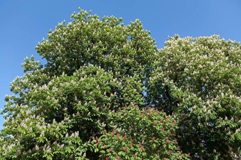 Blossoming Red Horse-chestnut (Aesculus x carnea