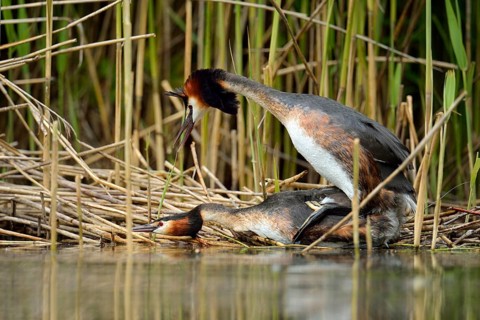 Great Crested Grebes (Podiceps cristatus)