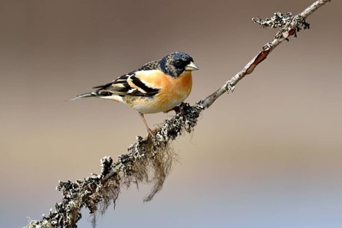 Brambling (Fringilla montifringilla)