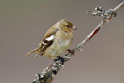 Common chaffinch (Fringilla coelebs)