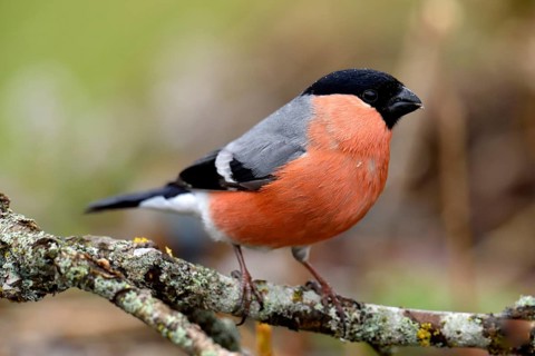Eurasian bullfinch (Pyrrhula pyrrhula)