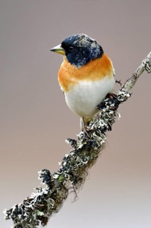Brambling (Fringilla montifringilla)