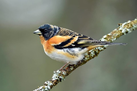 Brambling (Fringilla montifringilla)