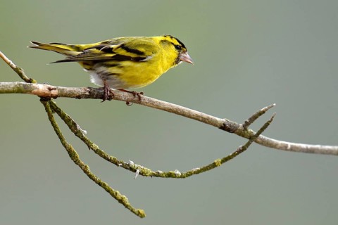 Eurasian Siskin (Carduelis spinus) sitting on branch