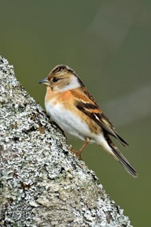 Brambling (Fringilla montifringilla)