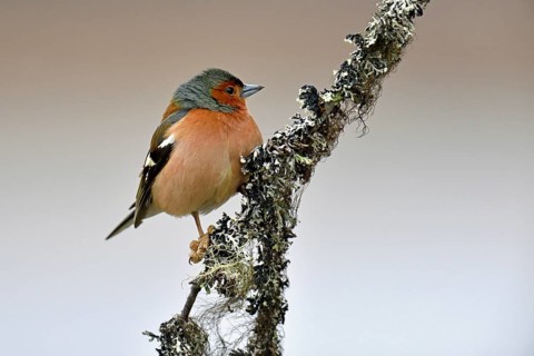 Common chaffinch (Fringilla coelebs)