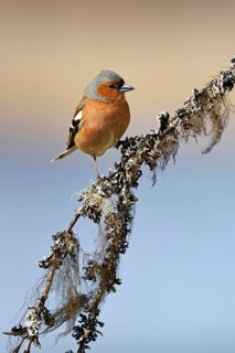 Common chaffinch (Fringilla coelebs)