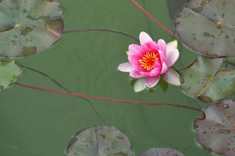 Pink water lily (Nymphaea sp.)