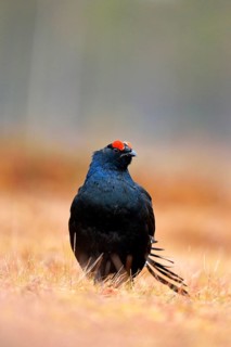 Black Grouse (Lyrurus tetrix)