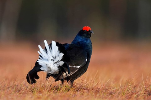 Black Grouse (Lyrurus tetrix)