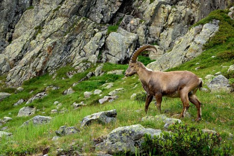 Alpine Ibex (Capra ibex) standing in rocky area