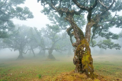 Old laurel forest or Laurissilva Forest
