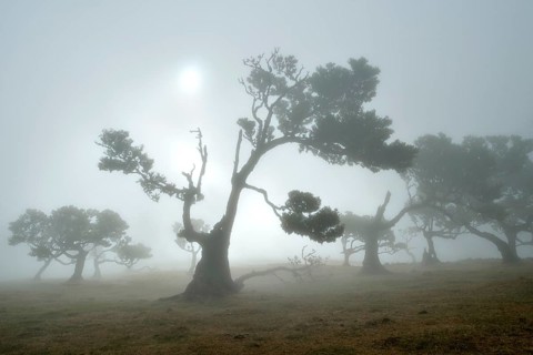 Old laurel forest or Laurissilva Forest