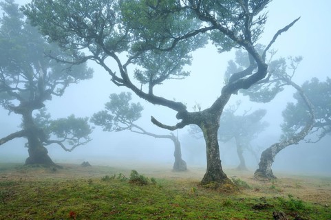Old laurel forest or Laurissilva Forest