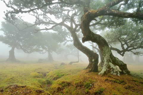 Old laurel forest or Laurissilva Forest